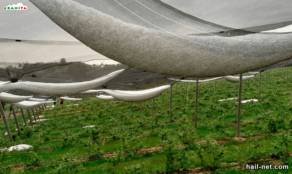 anti-hail netting protecting crops