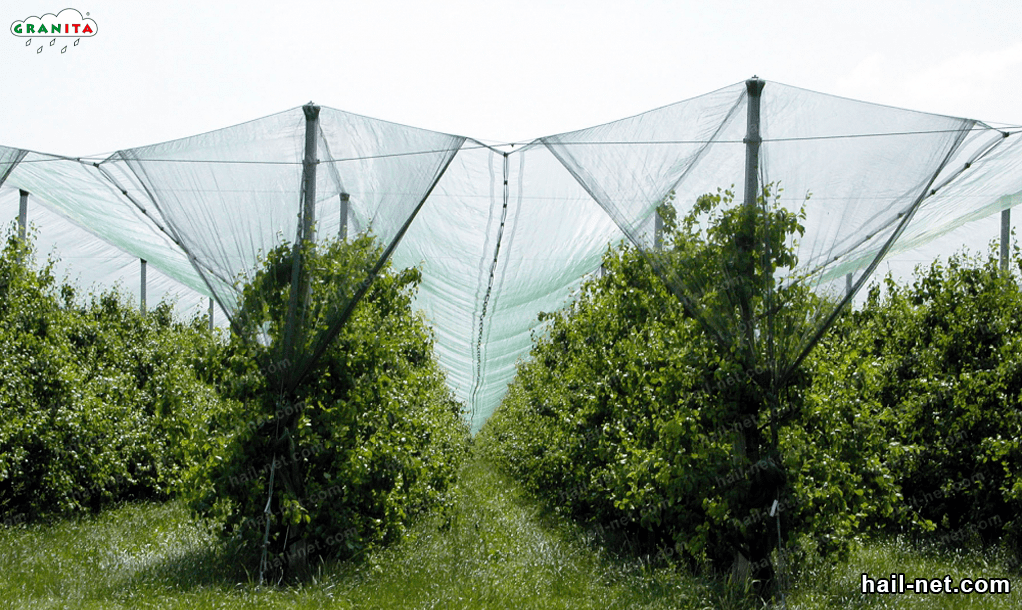 Hail nets protecting trees