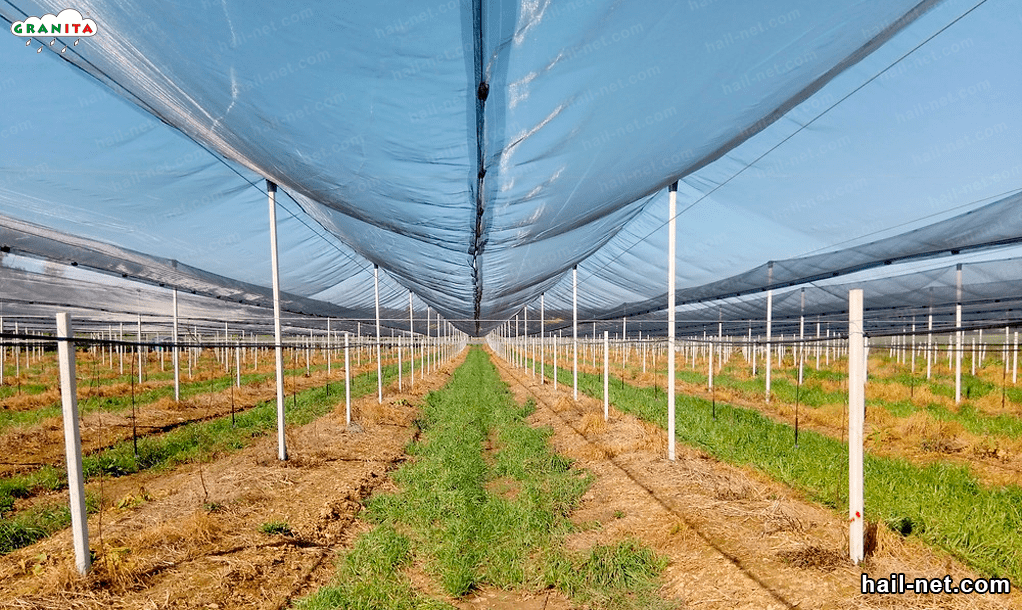 anti-hail netting installed in a field