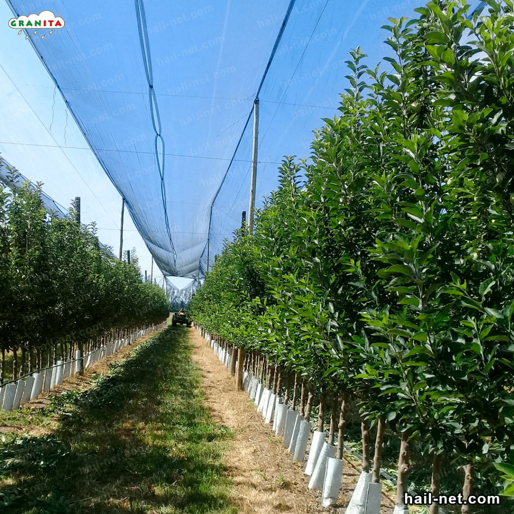 Protect your crops from the hail with the hail netting