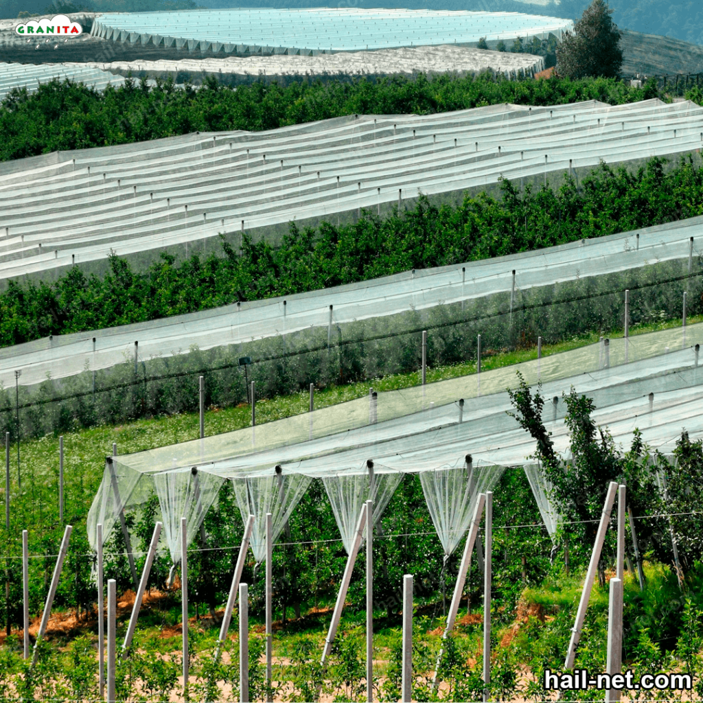 field with anti hail mesh