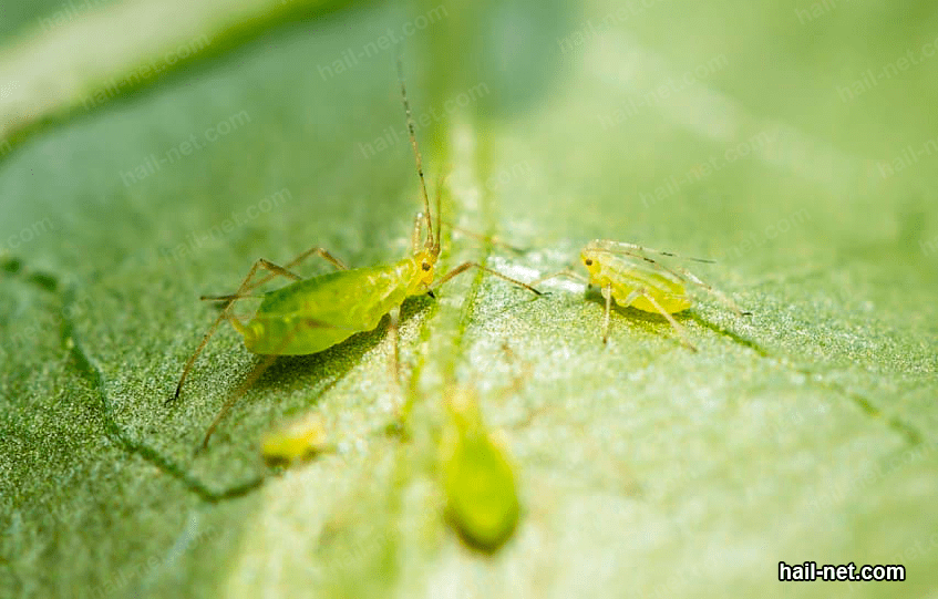 a closer shot of aphids