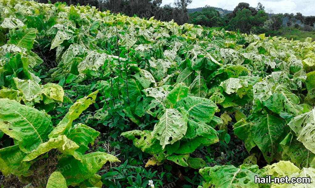 horticultural crops damaged by pests