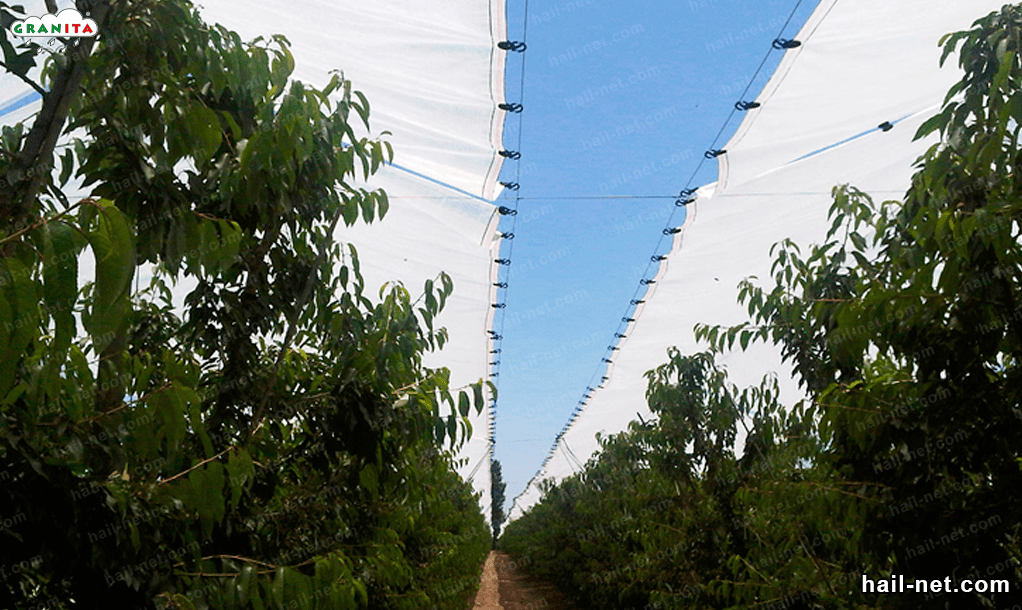 protect your trees with the hail netting